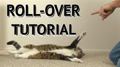 How To Teach Your Cat Roll Over Tutorial Youtube