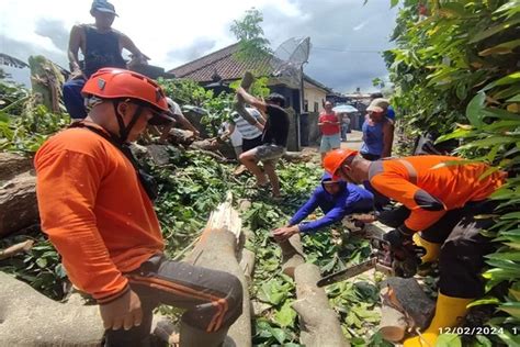 Pohon Tumbang Di Desa Sawan Buleleng Timpa Penyengker Pura Kerugian