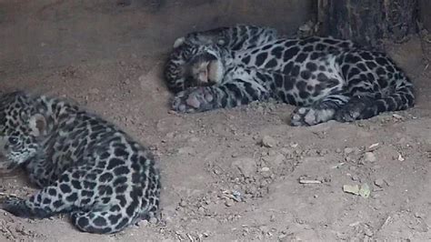 Nacieron dos yaguaretés en El Impenetrable de Chaco