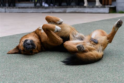 Schlafposition Beim Hund Das Verr T Sie Ber Ihn