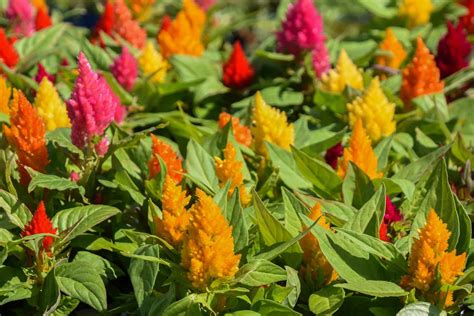 Celosia Cristata Flower Meaning Best Flower Site