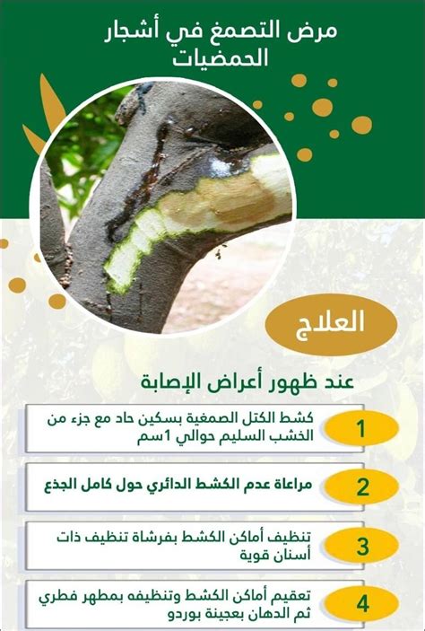 علاج مرض التصمغ في اشجار الحمضيات