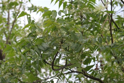 Leaves of the Neem tree 29181875 Stock Photo at Vecteezy