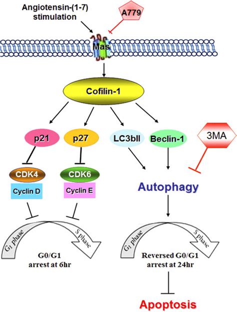 The Proposed Model For The Mechanism Of Angiotensin 1 7 Induced