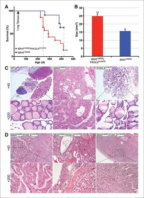 Activating Braf And Pik3ca Mutations Cooperate To Promote Anaplastic