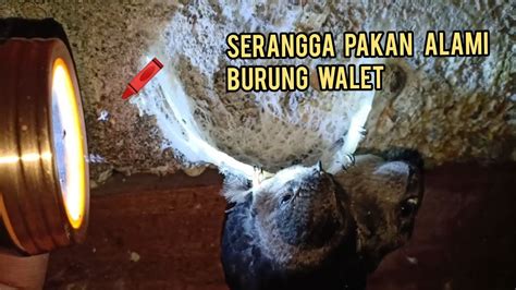 Serangga Pakan Alami Burung Walet Di Dalam Rbw Youtube