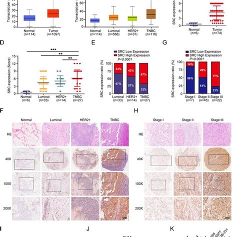 Src Expression In Human Bc Tissues And Cells Ab Expressions Of Src