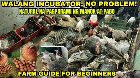 FARM GUIDE FOR BEGINNERS WALANG INCUBATOR NO PROBLEM MY PARAAN PARA