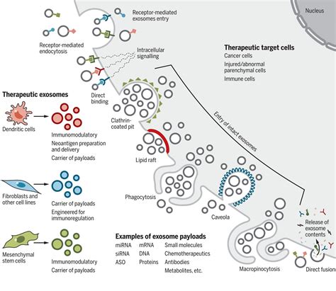 The Biology Function And Biomedical Applications Of Exosomes Science