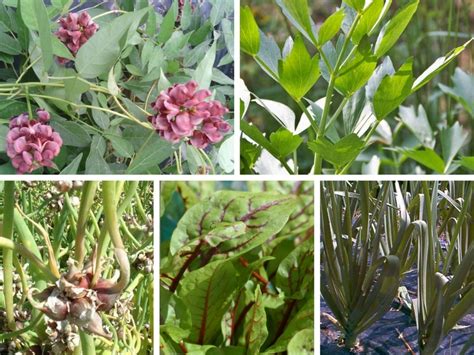 L Gumes Perp Tuels Ou L Gumes Vivaces Pour Potager Durable Et Autonome