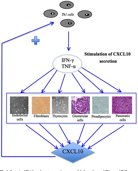 Figure From Chemokine C X C Motif Ligand Cxcl In Autoimmune