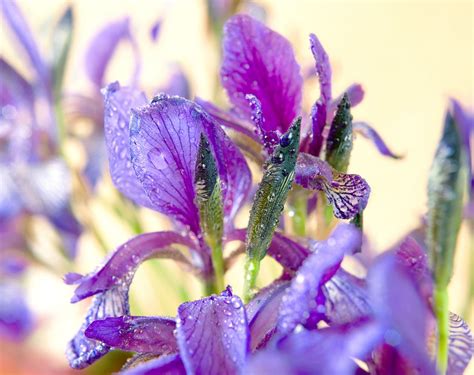 Flor De Lis Saiba Como Cultivar No Vaso E No Jardim E Entenda Sua