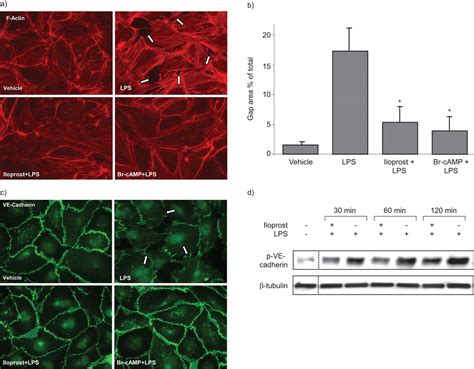 Iloprost Improves Endothelial Barrier Function In Lipopolysaccharide