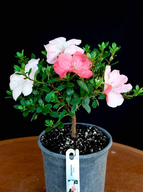 41+ Satsuki Azalea Bonsai Care Gif - Hobby plan