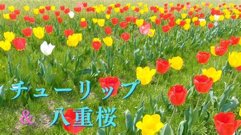 【愛媛大洲市 満開のチューリップと八重桜】フラワーパークおおず冨士山tulips And Double Flowered Cherry