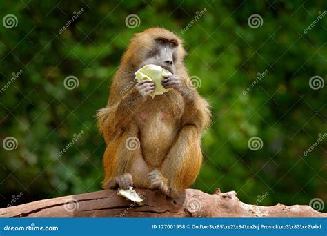 Guinea Baboon, Papio Papio, Monkey from Guinea, Senegal and Gambia ...