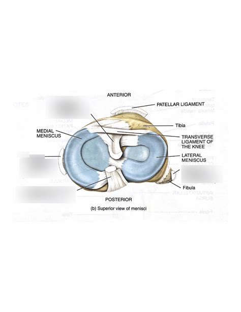 Lab Joints Tibiofemoral Knee Joint Diagram Quizlet