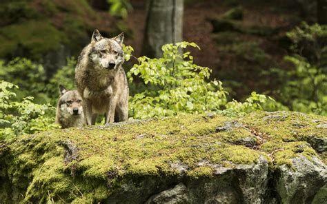 Veehouders Kunnen Vergoeding Krijgen Voor Wolvenschade Aan Waakhonden