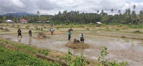 Kotim Cetak Sawah Baru Kementan Siap Berikan Sarana Produksi