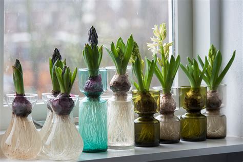 A Complete Guide To Forcing Hyacinths Indoors Florissa