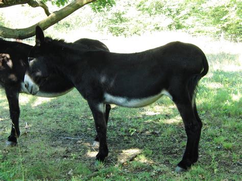 Ten Different Types Of Donkey Breeds Pet Breeezy