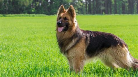 A German Shepherd Barking: A Perfect Guide to Train Your GSD