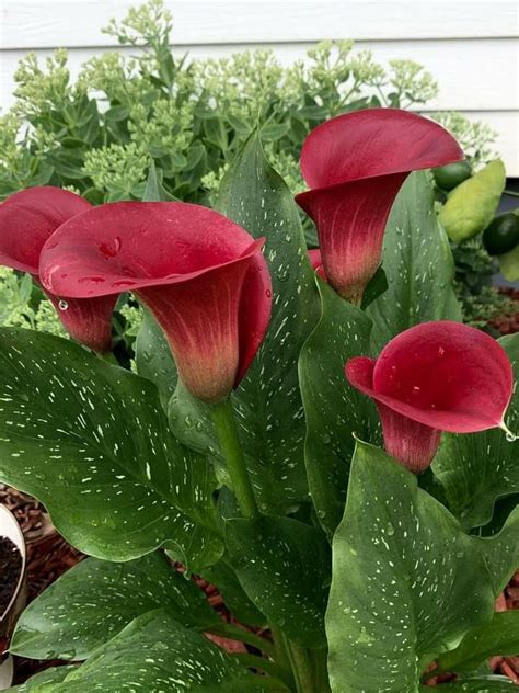 Stunning Red Calla Lily Flowers