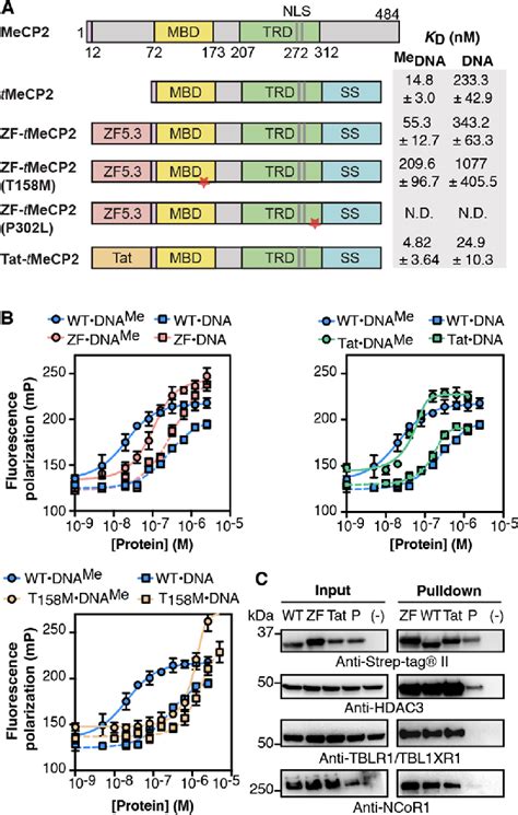 ZF TMeCP2 Is Functional In Vitro A TMeCP2 Proteins Used In This Work