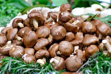 What Are Oyster Mushroom Substitute At Darrell Matthew Blog