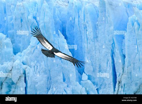 Macho Adulto De Cóndor Andino Vultur Gryphus Volando Sobre El