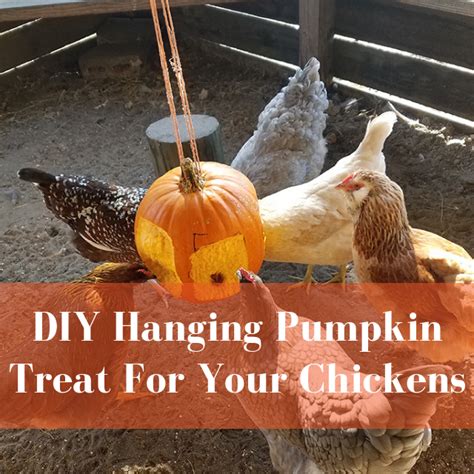 Try This Diy Hanging Pumpkin Treat Chicken Diy Chicken Treats