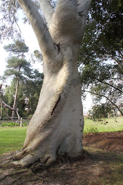 Eucalyptus Pauciflora Subsp Niphophila Pan Global Plants