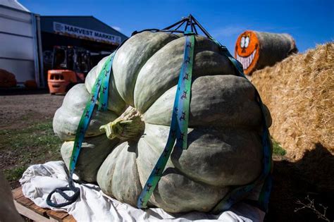 Great Pumpkin Weigh Off At Bauman Harvest Festival