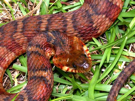 Banded Water Snake Nerodia Fasciata Fasciata Reptile