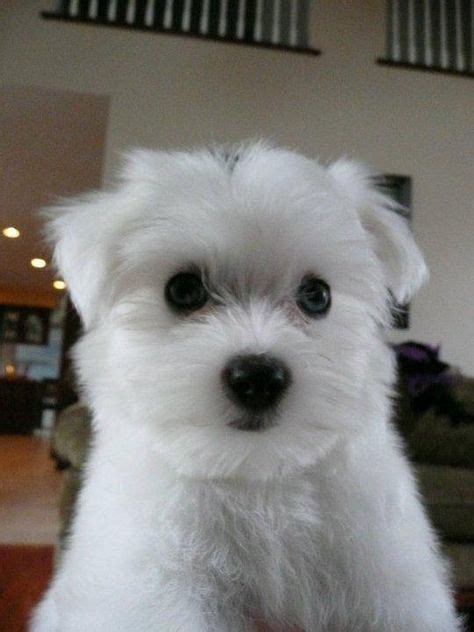 10 Best Maltese Haircuts images | Maltese, Maltese haircut, Maltese dogs