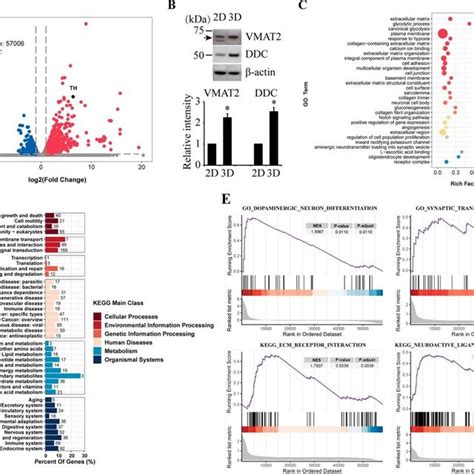 Rna Sequencing Analyses Of Sh Sy Y Cells In The Ra Treated D And D