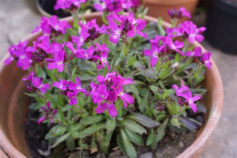 Theres Colour Everywhere Arabis