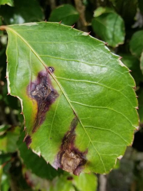 Panax Polyscias Guilfoylei Bacterial Leaf Blight A Photo On Flickriver