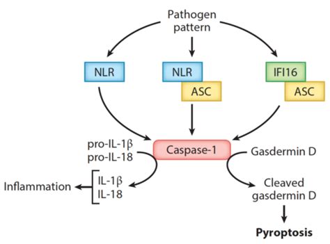 Virology Lecture 2: Inflammation and non-apoptotic cell death ... 