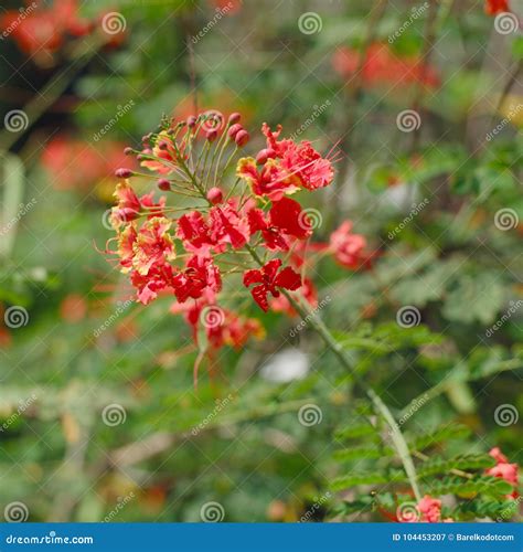 Flamboyant tree flowers stock image. Image of leaves - 104453207