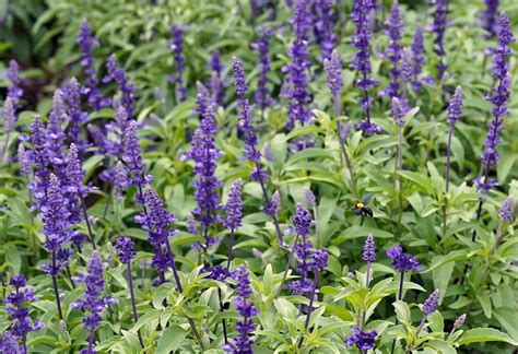 How To Care For Blue Salvia A Growing Guide Topbackyards