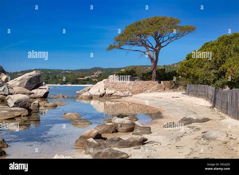 Beach And Pine Trees Plage De Palombaggia Porto Vecchio Corse Du Sud