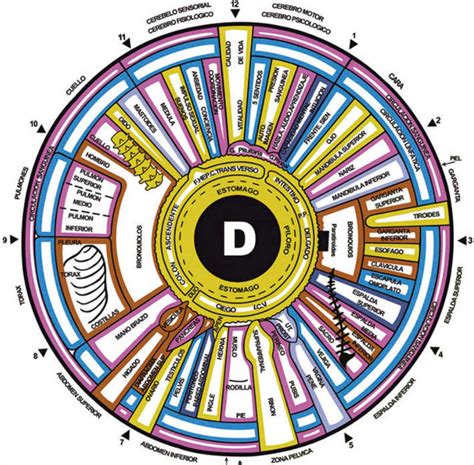 Iridología Qué Es Y Mapas De Los Iris Toda La Info