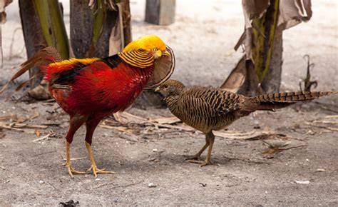 Red Golden Pheasant Hatching Eggs for sale at AzGardens.com