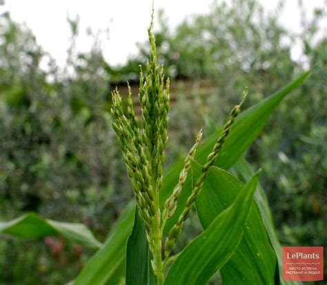Кукуруза сахарная (Zea mays) — описание, выращивание, фото | на LePlants.ru