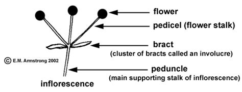 Inflorescence Terminology Part 1