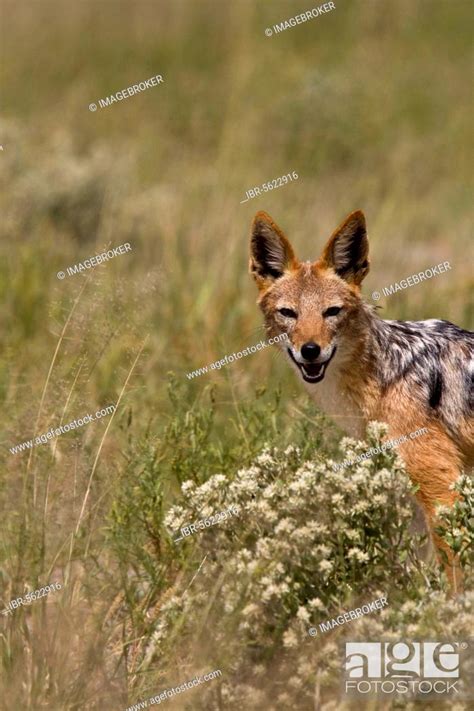 Black-backed Jackal, Jackal, Jackals, Canines, Predators, Mammals ...