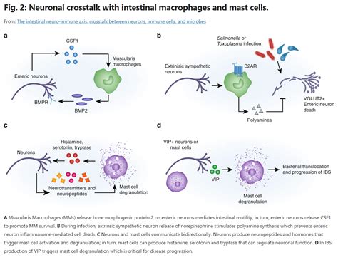 The Intestinal Neuro Immune Axis Crosstalk Between Neurons Immune