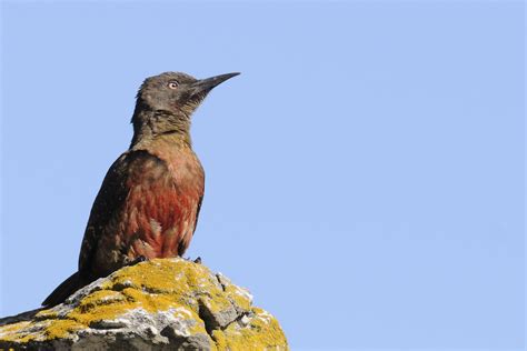 Ground Woodpecker Holmen Birding Safaris