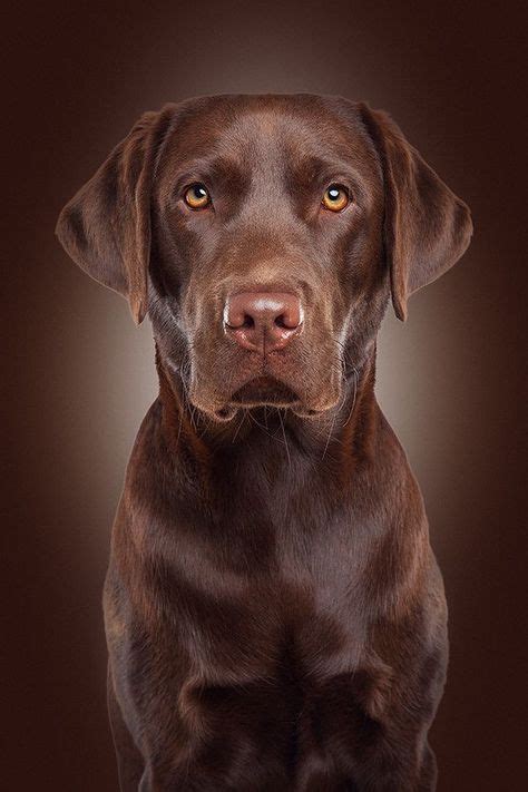 49 Best English Chocolate Lab images | Lab puppies, Labrador, Labrador ...